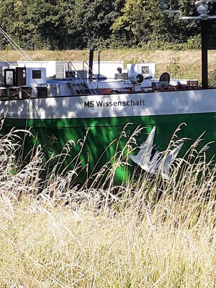 Das grün-weiße Schiff „MS Wissenschaft 2020“ ist teilweise hinter hohem Gras verborgen, im Hintergrund sind Bäume zu sehen.