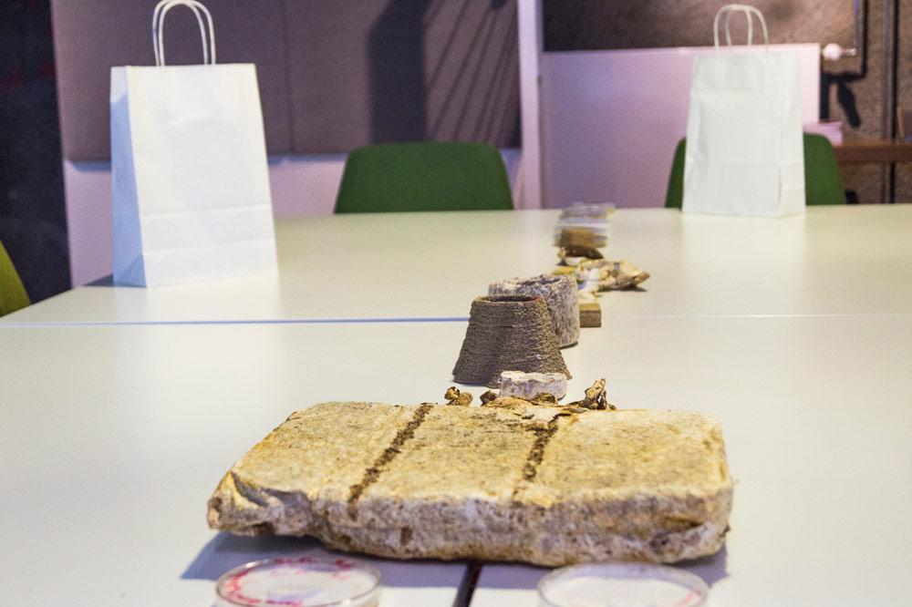 Das Foto zeigt verschiedene Formen von Pilzmaterial aufgereiht auf einem Tisch.