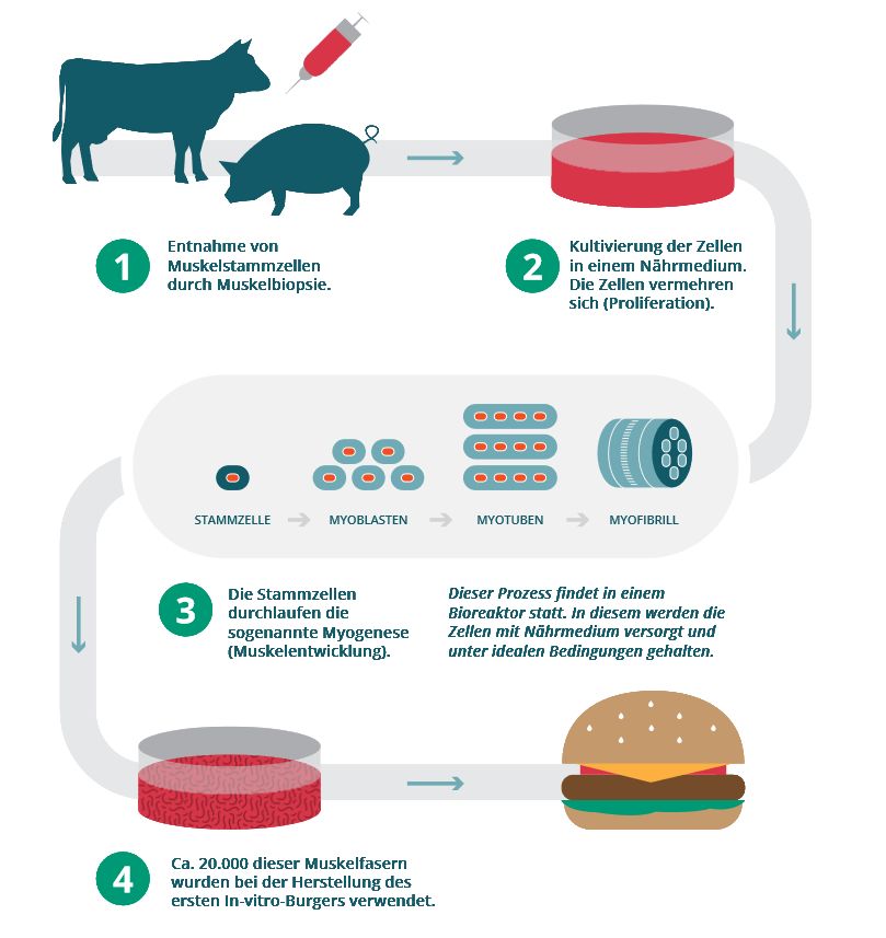 Die Grafik beschreibt, wie In-vitro-Fleisch gezüchtet wird: 1. Entnahme von Muskelstammzellen durch Muskelbiopsie. Dazu sind eine Kuh, ein Schwein und eine Spritze mit rotem Inhalt abgebildet. 2. Kultivierung der Zellen in einem Nährmedium. Die Zellen vermehren sich (Proliferation). Dazu ist eine Petrischale mit rotem Inhalt abgebildet. 3. Die Stammzellen durchlaufen eine sog. Myogenese (Muskelentwicklung). Dieser Prozess findet in einem Bioreaktor statt. In diesem werden die Zellen mit Nährmedium versorgt und unter idealen Bedingungen gehalten. Die Abbildung zeigt die Entwicklung einer Stammzelle über Myoblasten und Myotuben zu Myofibrill. 4. Ca. 20.000 dieser Muselfasern wurden der bei der Herstellung des ersten in-vitro-Burgers verwendet. Dazu sind eine Petrischale mit rotem, faserigem Inhalt und ein Burger abgebildet.